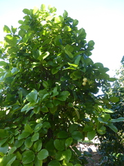 Dillenia philippinensis