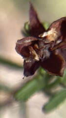 Hibbertia intermedia