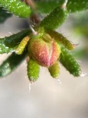 Hibbertia intermedia