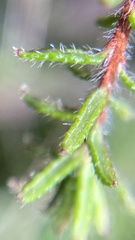 Hibbertia intermedia