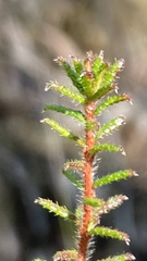 Hibbertia intermedia