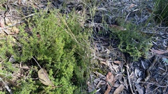 Hibbertia intermedia