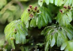 Hymenophyllum cupressiforme