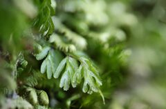 Hymenophyllum cupressiforme