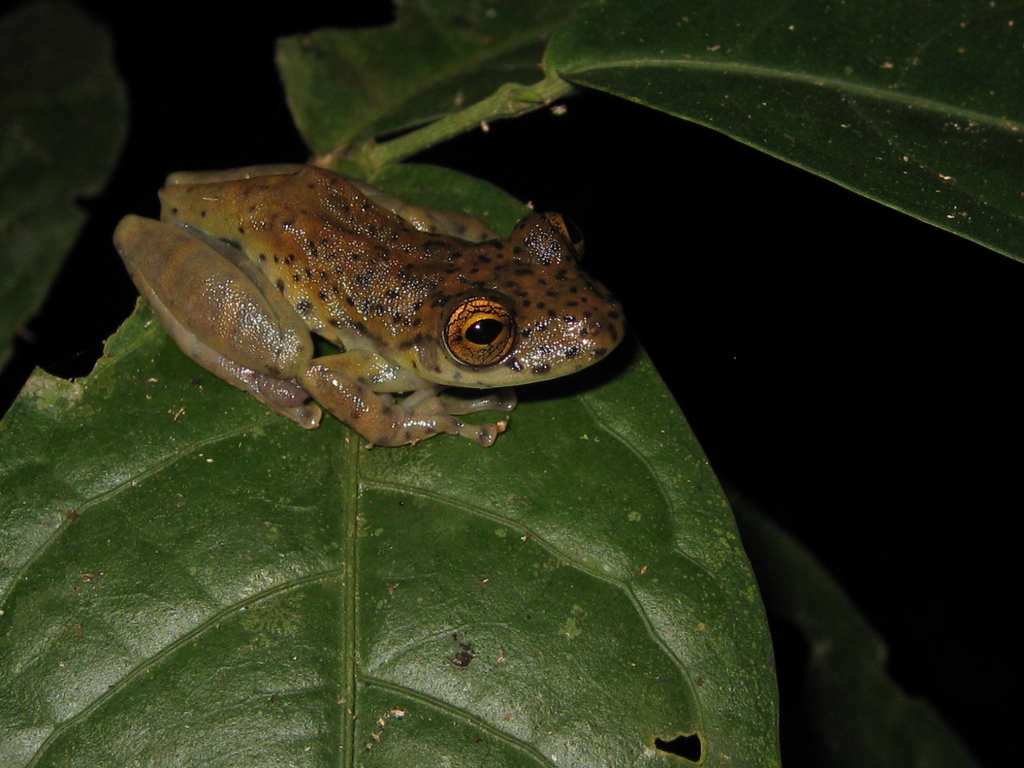 Jaguar Snouted Tree Frog