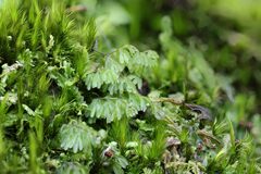 Hymenophyllum cupressiforme