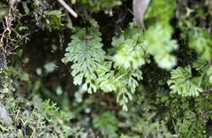 Hymenophyllum cupressiforme