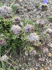 Ipomopsis globularis