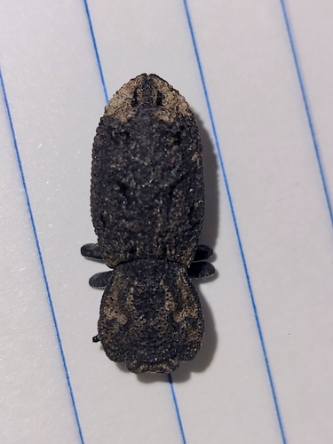 Diabolical Ironclad Beetle photo 5