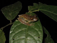 Scinax onca
