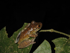 Scinax onca