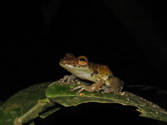 Scinax onca