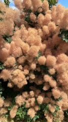 Cotinus coggygria