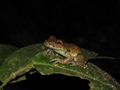 Scinax onca