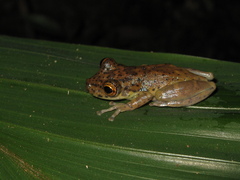 Scinax onca