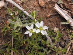 Arenaria oresbia