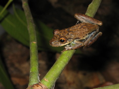 Scinax onca