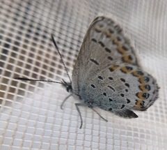 Plebejus fridayi