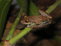 Scinax onca