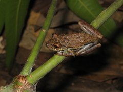 Scinax onca