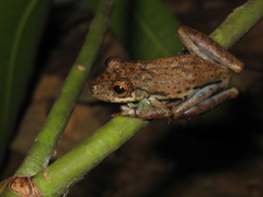 Scinax onca