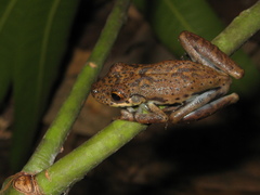 Scinax onca