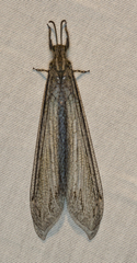 Vella fallax