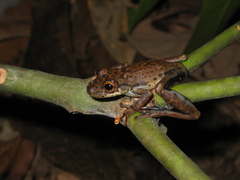 Scinax onca