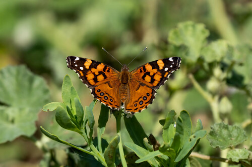 iNaturalist observation photo of West Coast Lady