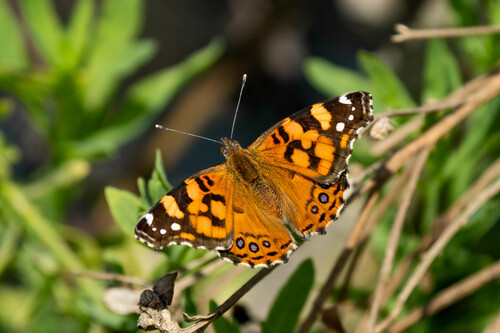 iNaturalist observation photo of West Coast Lady
