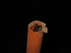 Scinax onca