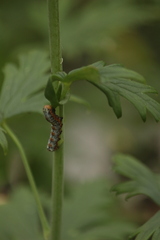 Pyrrhia exprimens