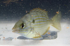 Lagodon rhomboides