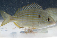 Lagodon rhomboides