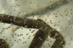 Libinia emarginata