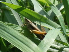 Omocestus viridulus