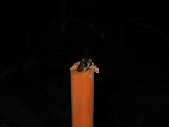 Scinax onca