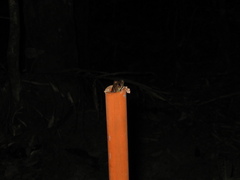 Scinax onca