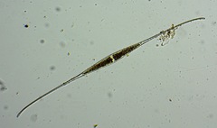 Closterium kuetzingii