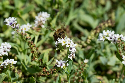 iNaturalist observation photo of Western Honey Bee