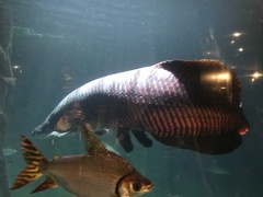 Arapaima gigas