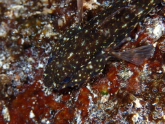 Bathygobius lineatus