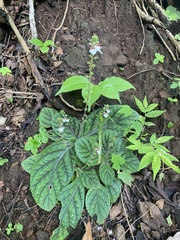 Gloxinia erinoides