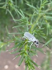 Epicauta costata