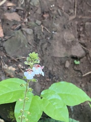 Gloxinia erinoides