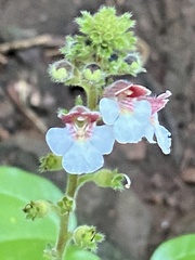 Gloxinia erinoides