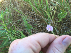 Strophostyles leiosperma