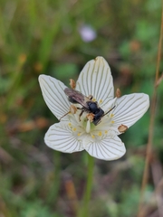 Andrena parnassiae
