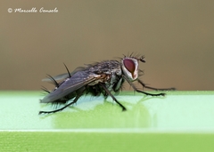 Microphthalma europaea