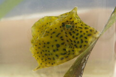 Acanthostracion quadricornis